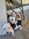 Bull and Terrier Puppies for sale in Brea, CA, USA. price: $700