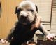 Bull and Terrier Puppies for sale in Augusta, GA, USA. price: NA