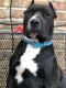 Bull and Terrier Puppies for sale in Elmwood Park, IL 60707, USA. price: NA
