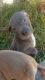 Bull and Terrier Puppies for sale in Fort Washington, MD, USA. price: NA