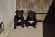 Bull and Terrier Puppies for sale in Fresno, CA, USA. price: $1,500