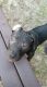 Bull and Terrier Puppies for sale in 2001 SW 16th St, Gainesville, FL 32608, USA. price: $500