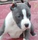 Bull and Terrier Puppies for sale in Winston, NC, USA. price: $1