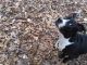 Bull and Terrier Puppies for sale in Chapel Hill, NC 27514, USA. price: $50