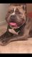 Bull and Terrier Puppies for sale in Oxford, GA 30054, USA. price: NA