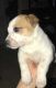 Bull and Terrier Puppies for sale in San Antonio, TX 78244, USA. price: NA