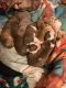 Bull and Terrier Puppies for sale in Chicago, IL, USA. price: $800