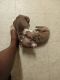 Bull and Terrier Puppies for sale in Cutler Bay, FL, USA. price: $250
