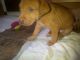 Bull and Terrier Puppies for sale in Schenectady, NY, USA. price: $400