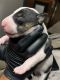 Bull and Terrier Puppies for sale in Dallas, TX 75204, USA. price: $800