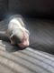 Bull and Terrier Puppies for sale in New York, NY, USA. price: $550
