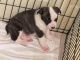 Bull and Terrier Puppies for sale in Midway, TN 37809, USA. price: $300