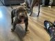 Bull and Terrier Puppies for sale in Lithonia, GA 30058, USA. price: $1,000
