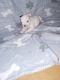 Bull and Terrier Puppies for sale in Warsaw, MO 65355, USA. price: $1,500