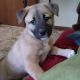 Bull Arab Puppies for sale in Wellington, New South Wales. price: NA