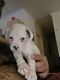 Bull Arab Puppies for sale in Port Pirie, South Australia. price: $600