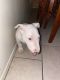 Bull Terrier Puppies for sale in Avondale, AZ 85323, USA. price: $1,250