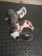 Bull Terrier Puppies for sale in Atlanta, GA, USA. price: $4