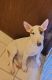 Bull Terrier Puppies for sale in 293 Abbe Rd, Enfield, CT 06082, USA. price: $2,500