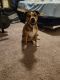 Bull Terrier Puppies for sale in Burlington, WA 98233, USA. price: $300