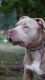 Bull Terrier Puppies for sale in Tacoma, WA 98498, USA. price: NA