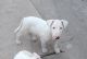 Bull Terrier Puppies for sale in Cambria Heights, Queens, NY, USA. price: NA