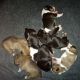 Bull Terrier Puppies for sale in New York, NY, USA. price: $2,000