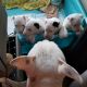 Bull Terrier Puppies for sale in Suisun City, CA, USA. price: NA