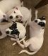 Bull Terrier Puppies for sale in Decatur, GA 30030, USA. price: $50