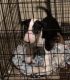 Bull Terrier Puppies for sale in Portland, OR, USA. price: NA