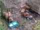 Bull Terrier Puppies for sale in Daytona Beach, FL, USA. price: $500