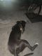 Bull Terrier Puppies for sale in Deerfield Beach, FL, USA. price: $300