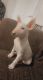 Bull Terrier Puppies for sale in Jacksonville, FL, USA. price: $750