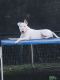 Bull Terrier Puppies for sale in Savannah, GA, USA. price: NA