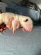 Bull Terrier Puppies for sale in Chicago, IL, USA. price: $2,100
