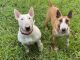 Bull Terrier Puppies for sale in Richmond, VA, USA. price: $1,700