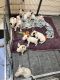 Bull Terrier Puppies for sale in Raeford, NC 28376, USA. price: NA