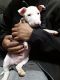 Bull Terrier Puppies for sale in Arvada, CO, USA. price: $900