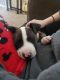 Bull Terrier Puppies for sale in Lakewood, CO, USA. price: $500