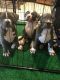 Bull Terrier Puppies for sale in Homestead, FL, USA. price: NA
