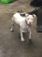 Bull Terrier Puppies for sale in Kimberly, WI 54136, USA. price: NA