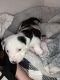 Bull Terrier Puppies for sale in Fort Worth, TX, USA. price: NA