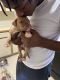 Bull Terrier Puppies for sale in Battle Creek, MI, USA. price: $150
