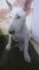 Bull Terrier Puppies for sale in Aurora, CO, USA. price: NA