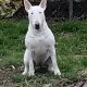 Bull Terrier Puppies for sale in Akron, OH, USA. price: NA