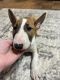 Bull Terrier Puppies for sale in Houston, TX, USA. price: NA