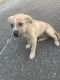 Bull Terrier Puppies for sale in East Baton Rouge Parish, LA, USA. price: $500