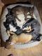 Bull Terrier Puppies for sale in 9527 Millers Ridge, San Antonio, TX 78239, USA. price: $100