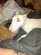 Bull Terrier Puppies for sale in Shepherd, TX 77371, USA. price: NA