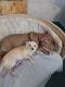 Bull Terrier Puppies for sale in Wilmington, DE, USA. price: $1,000